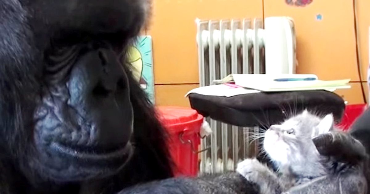 Koko (gorilla) visual data 5