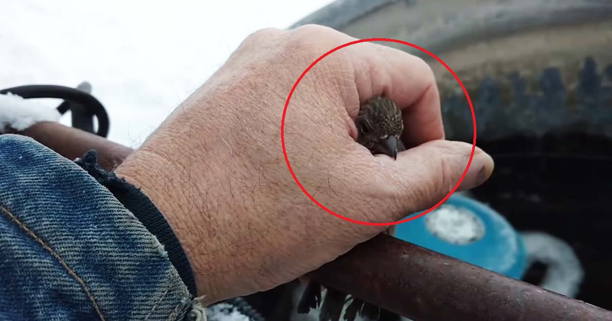 Man Rescues A Frozen Bird From Metal Fence - It Is Truly Heartwarming ...