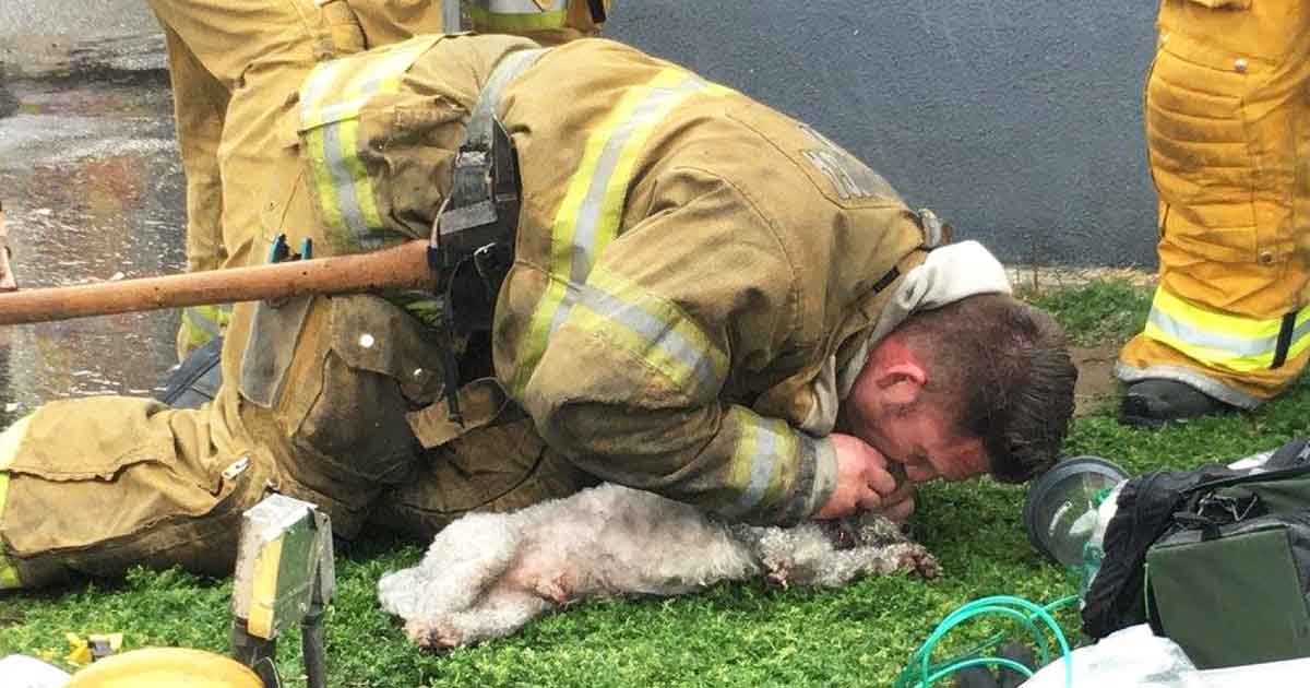 Hero Firefighter Saves 'Lifeless' Dog With Mouth-to-Mouth CPR | FaithPot