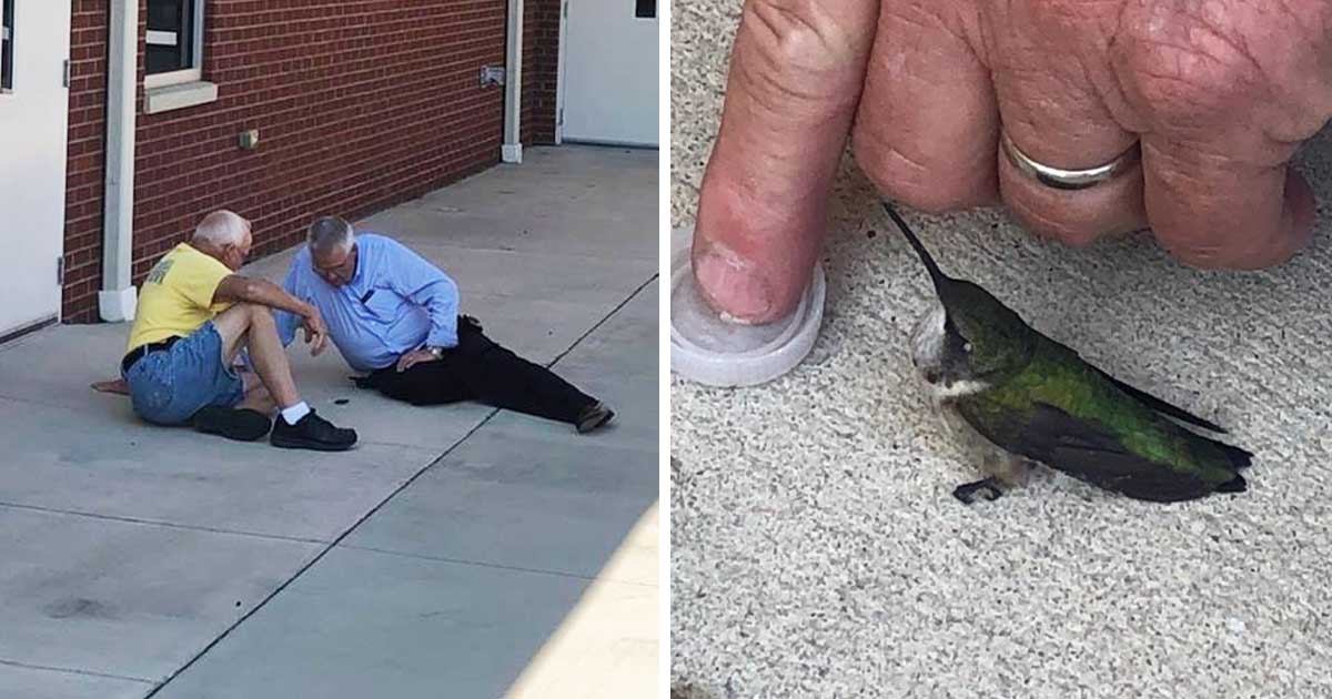 Compassionate Firefighters Nurses An Exhausted Hummingbird Back to