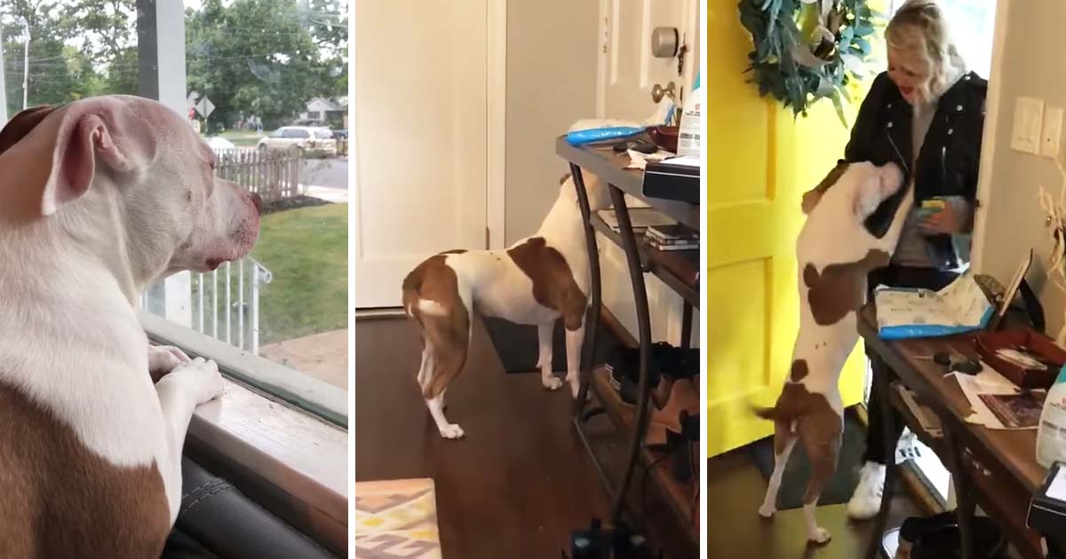 Rescue Dog Waits Patiently For Her Owner To Come Home | FaithPot