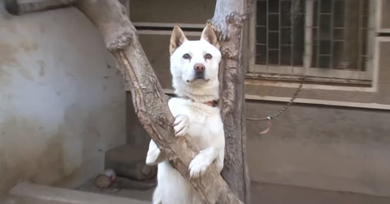 loyal dog waits for owner
