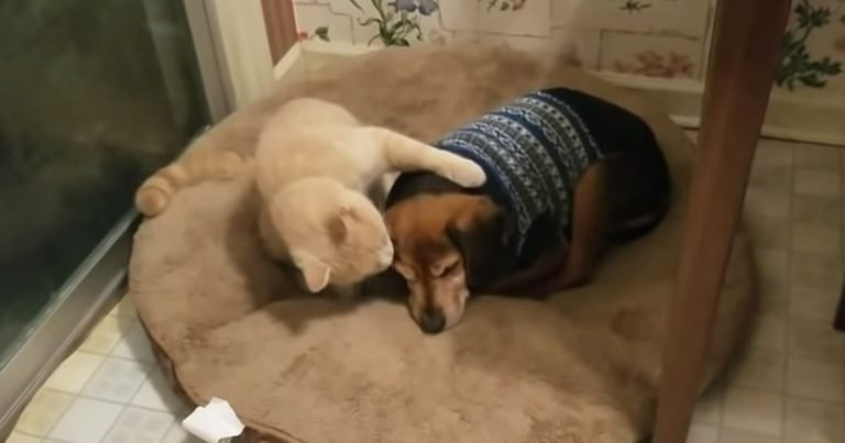 Cat comforts blind dog