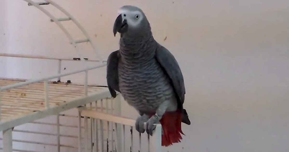 Parrot Sings Jingle Bells