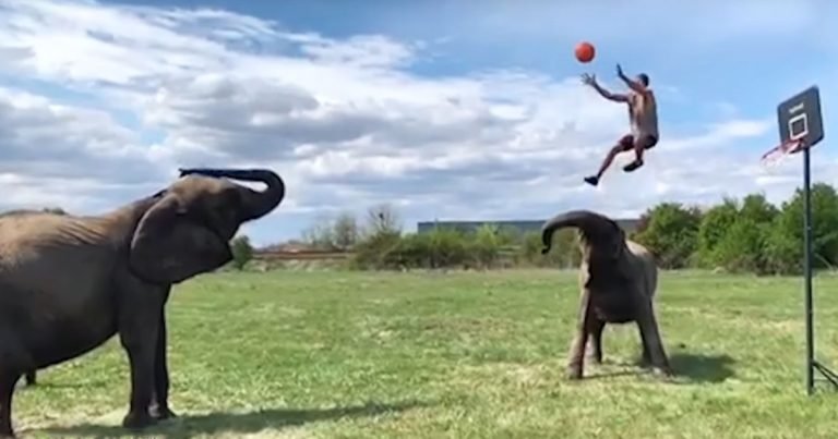 basket-ball-with-elephants