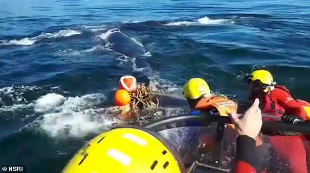 Dramatic Moment When Rescuers Free 30 Ft Southern Right Whale Entangled ...