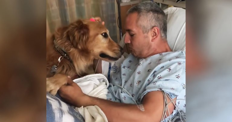dog-meets-owner-at-hospital
