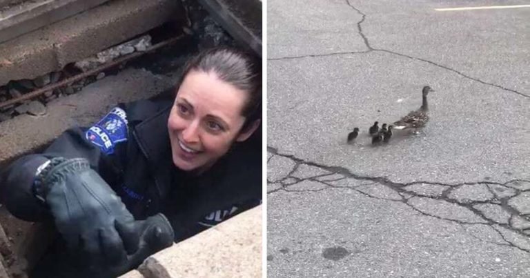 officer save ducklings