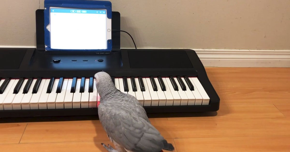 parrot-plays-Beethoven