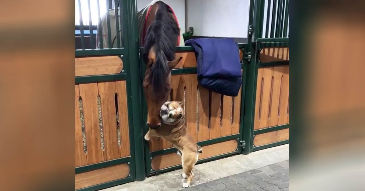 horse-dog-friendship