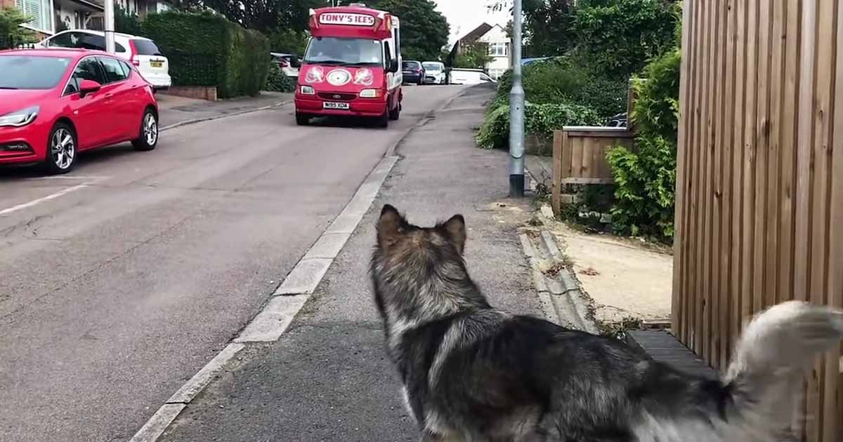 Dog Patiently Waits for Ice Cream Truck Every Day: Watch Her Priceless Reaction