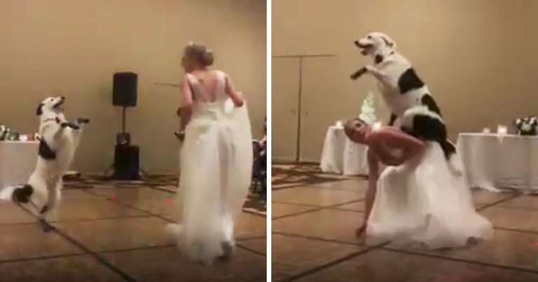 bride-dog-wedding-dance