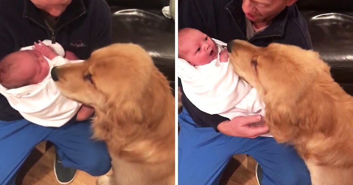dog-meets-baby-first-time