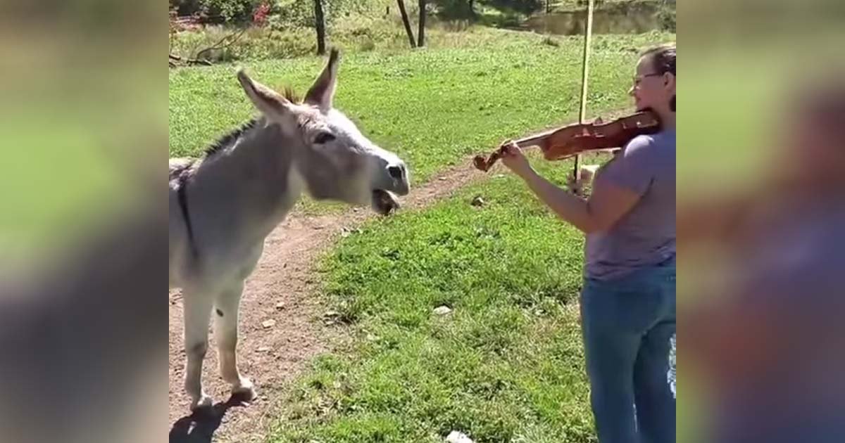 donkey-violin