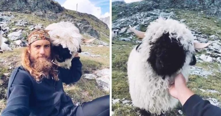 sheep-befriends-traveller