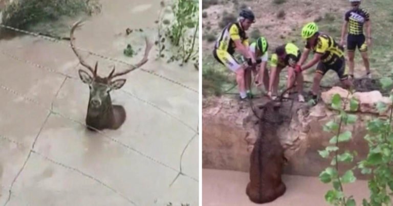 cyclists-rescues-deer-main
