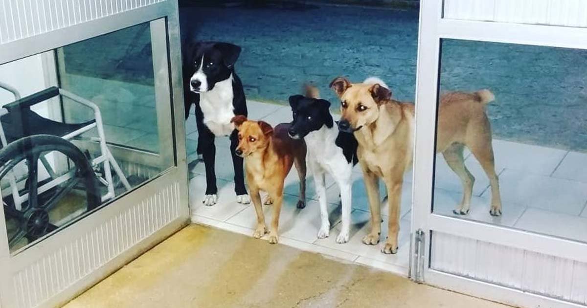 dogs-wait-for-owner-outside-hospital