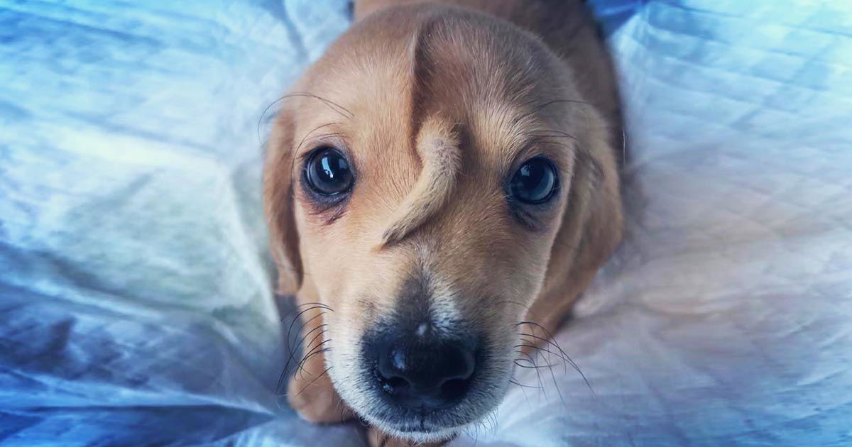 puppy-tail-head