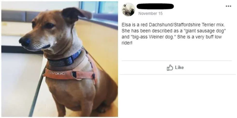 Facebook Group Of Dog Lovers Describe Their Pups For A Blind Man | FaithPot
