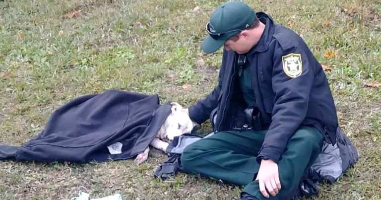 police-officer-keep-injured-dog-warm-coat