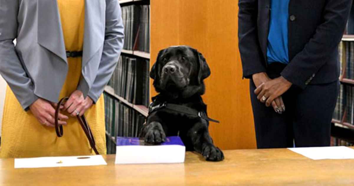 Hatty The Dog Sworn In As Illinois County's First Comfort Dog To ...