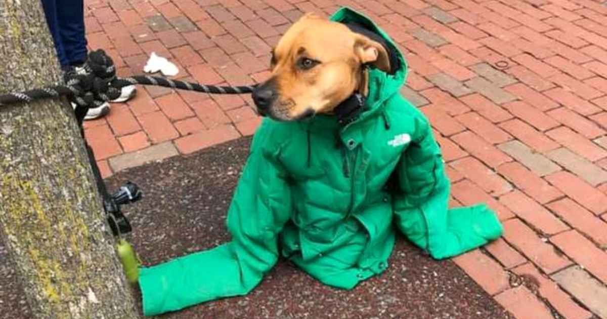 woman-gives-coat-to-dog