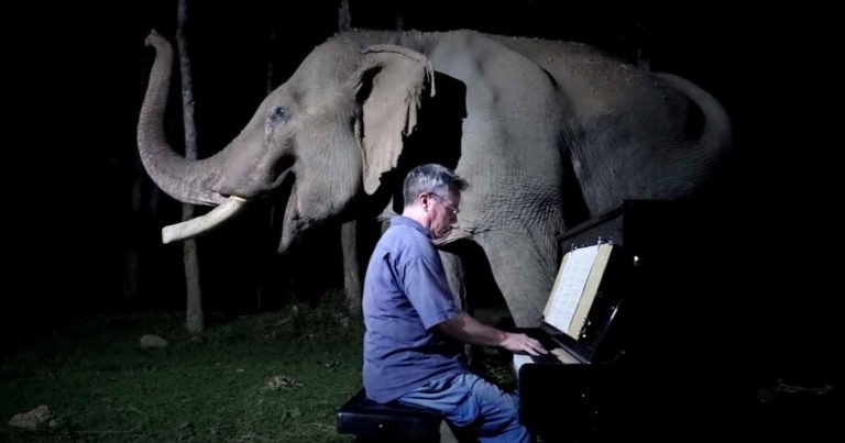 moonlight-sonata-elephant