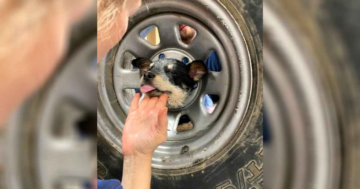 dog-head-stuck-in-wheel-rim