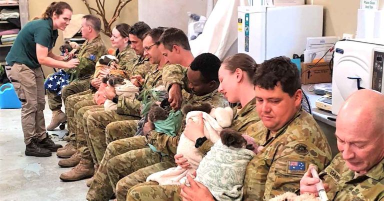 australian-soldiers-cares-koalas