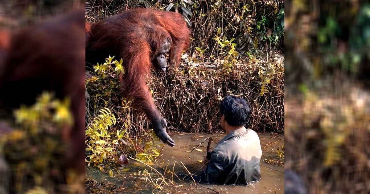 orangutan-saves-man