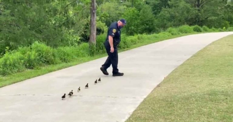 police-officers-help-ducklings-find-mom