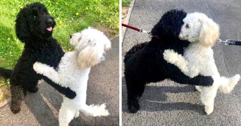 dog-siblings-hug-each-other
