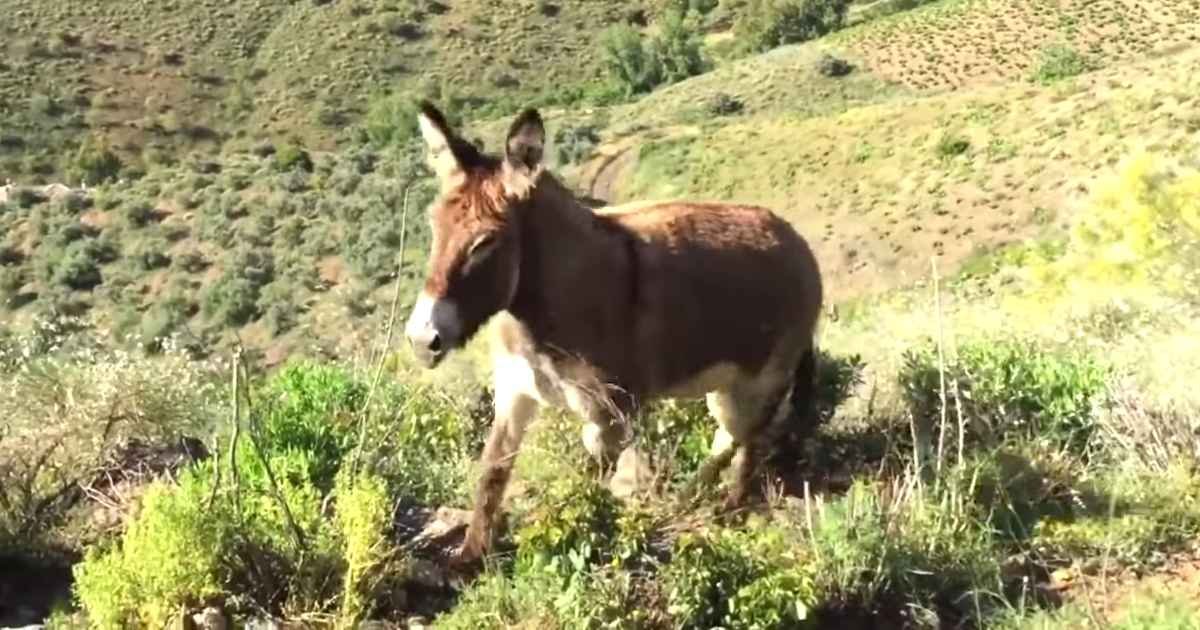 donkey-reunited-with-owner