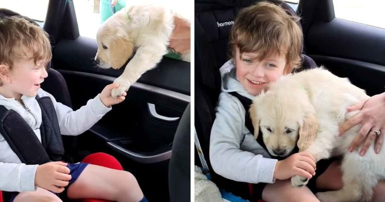 nonverbal-boy-with-autism-gets-puppy