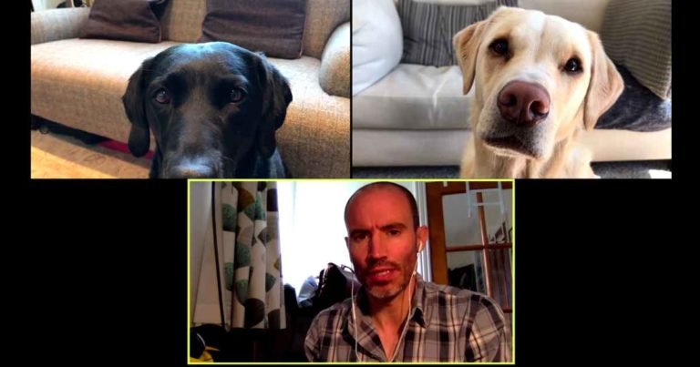 zoom-company-meeting-with-dogs