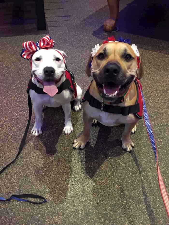 Rescued Bait Dog Disney Princess With Her Own Show FaithPot