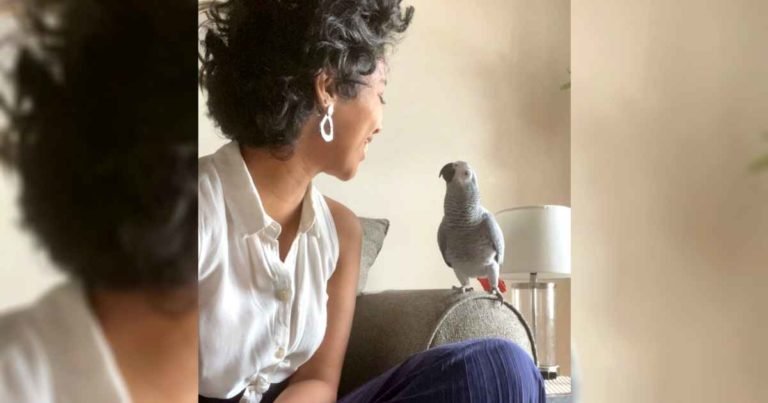 missing-african-gray-parrot