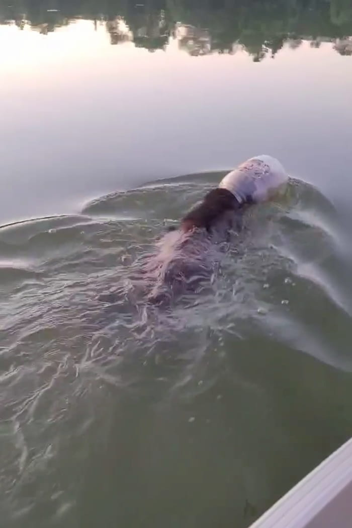 Family Saves Bear Swimming With Head Stuck In Plastic Container FaithPot