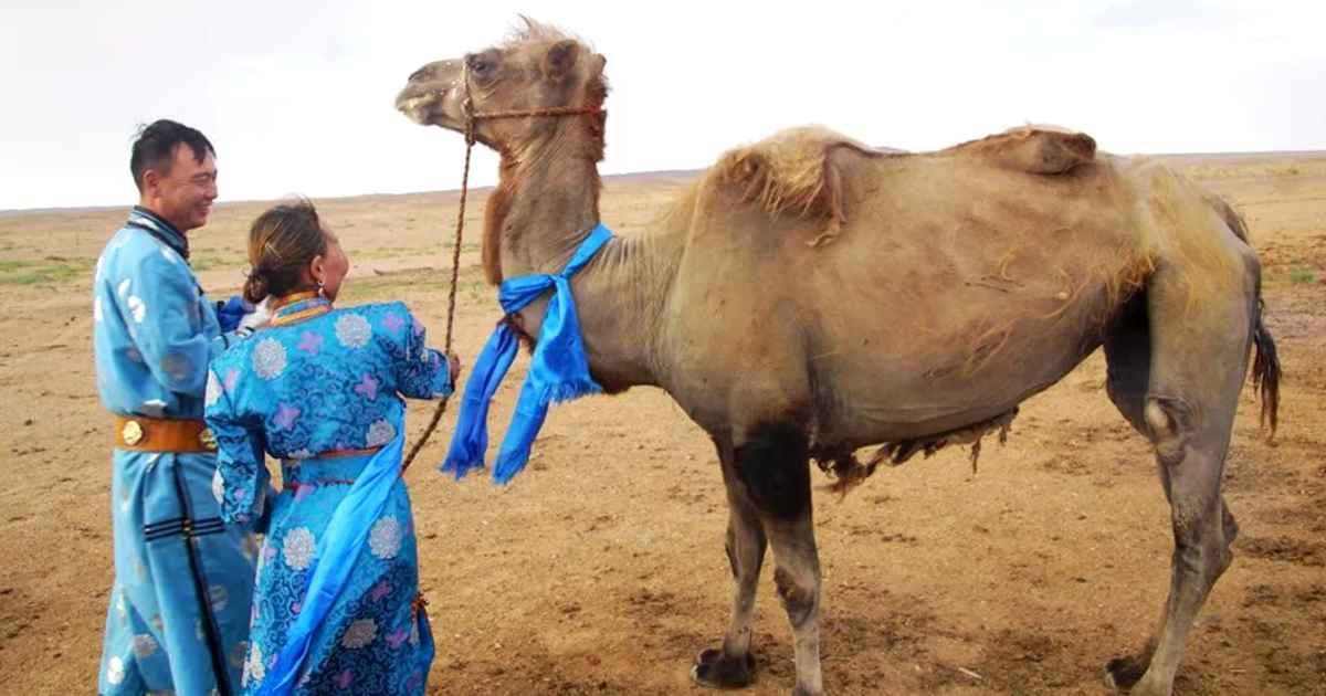 camel-returns-to-owner