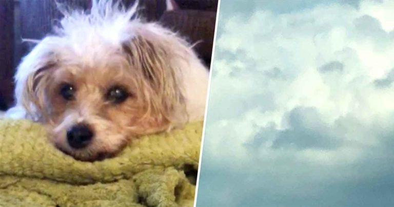 dog-face-in-clouds