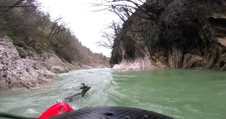 kayaker-saves-deer