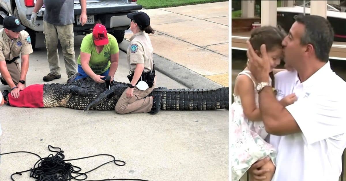 dad saves daughter from alligator