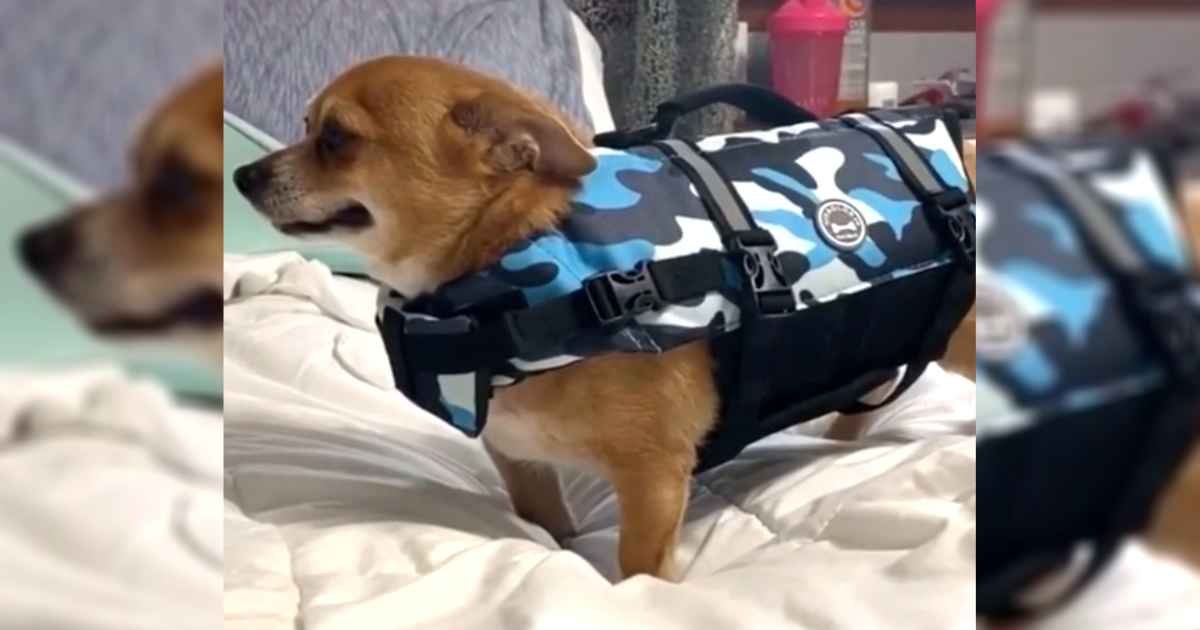 dog-in-life-jacket-tiktok-video