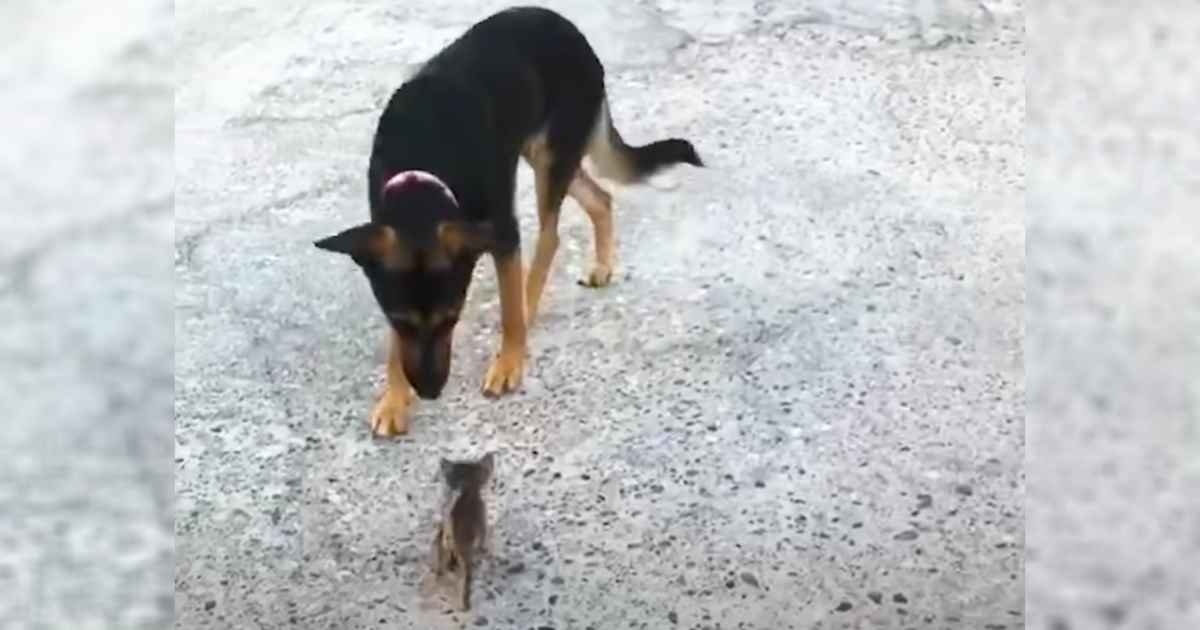 kitten-thinks-dog-is-mother
