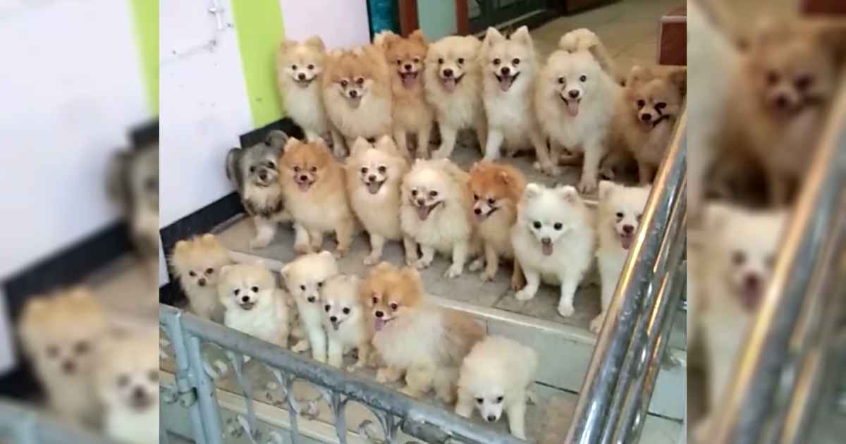 pack-of-puppies