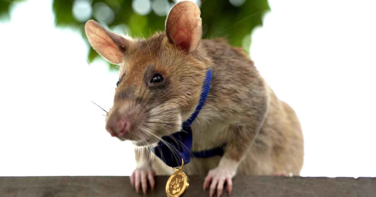 award-winning-rat-magawa