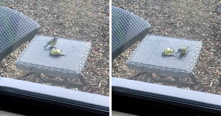 bird-revive-dying-friend
