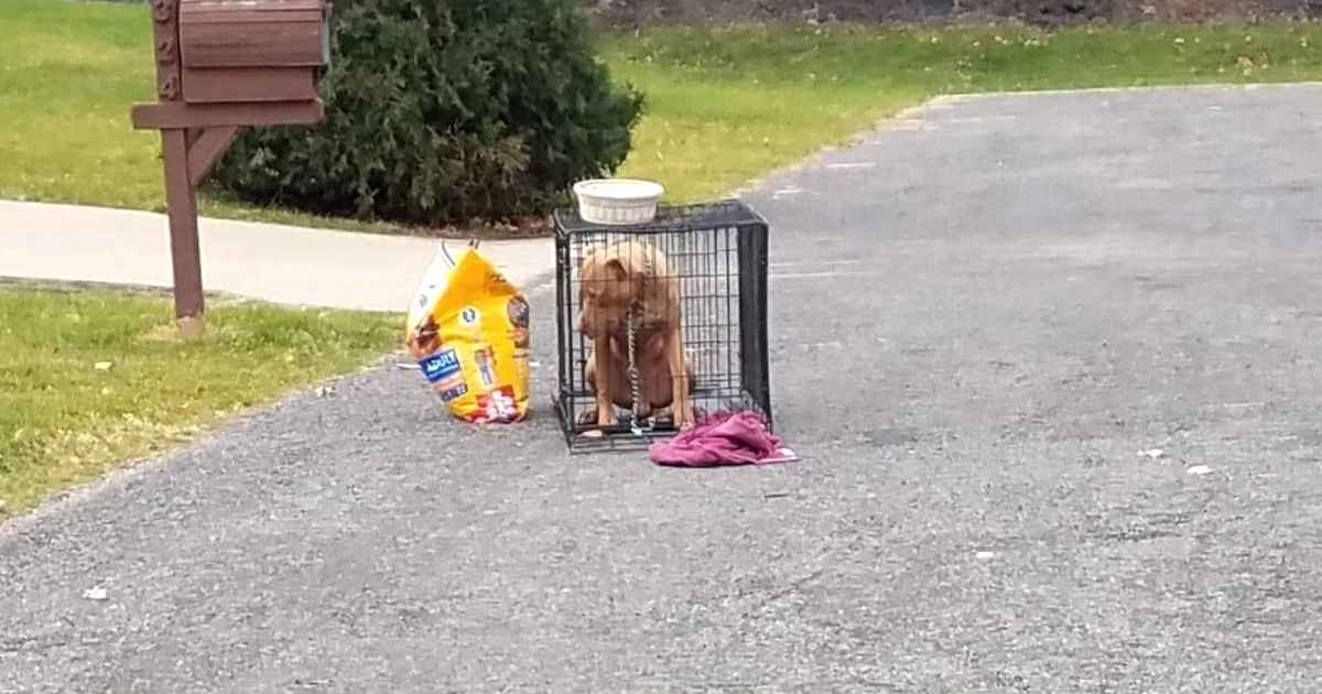dog-abandoned-with-bag-of-food