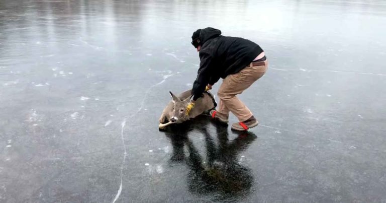 man-rescues-deer-from-frozen-lake
