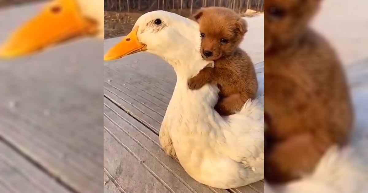 puppy-piggybacks-on-duck